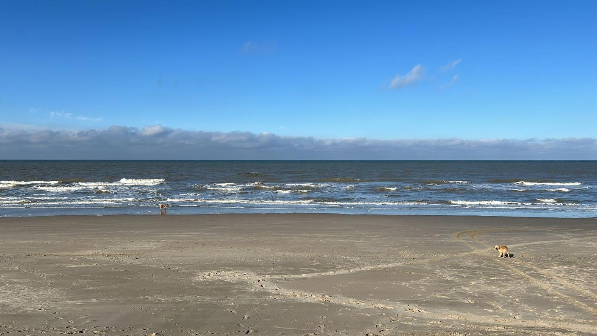 N 9Strandnahes, Hunde-Familienfreundliches Ferienhaus Callantsoog Exteriör bild